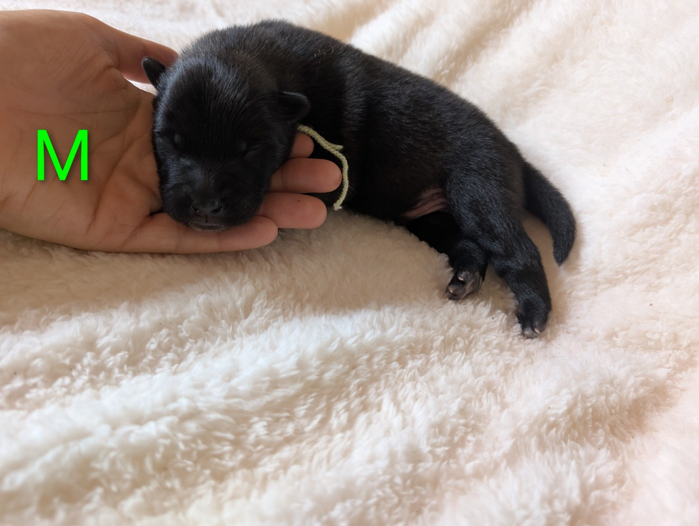 Idylles De La Déesse Neith - Chiots disponibles - Eurasier
