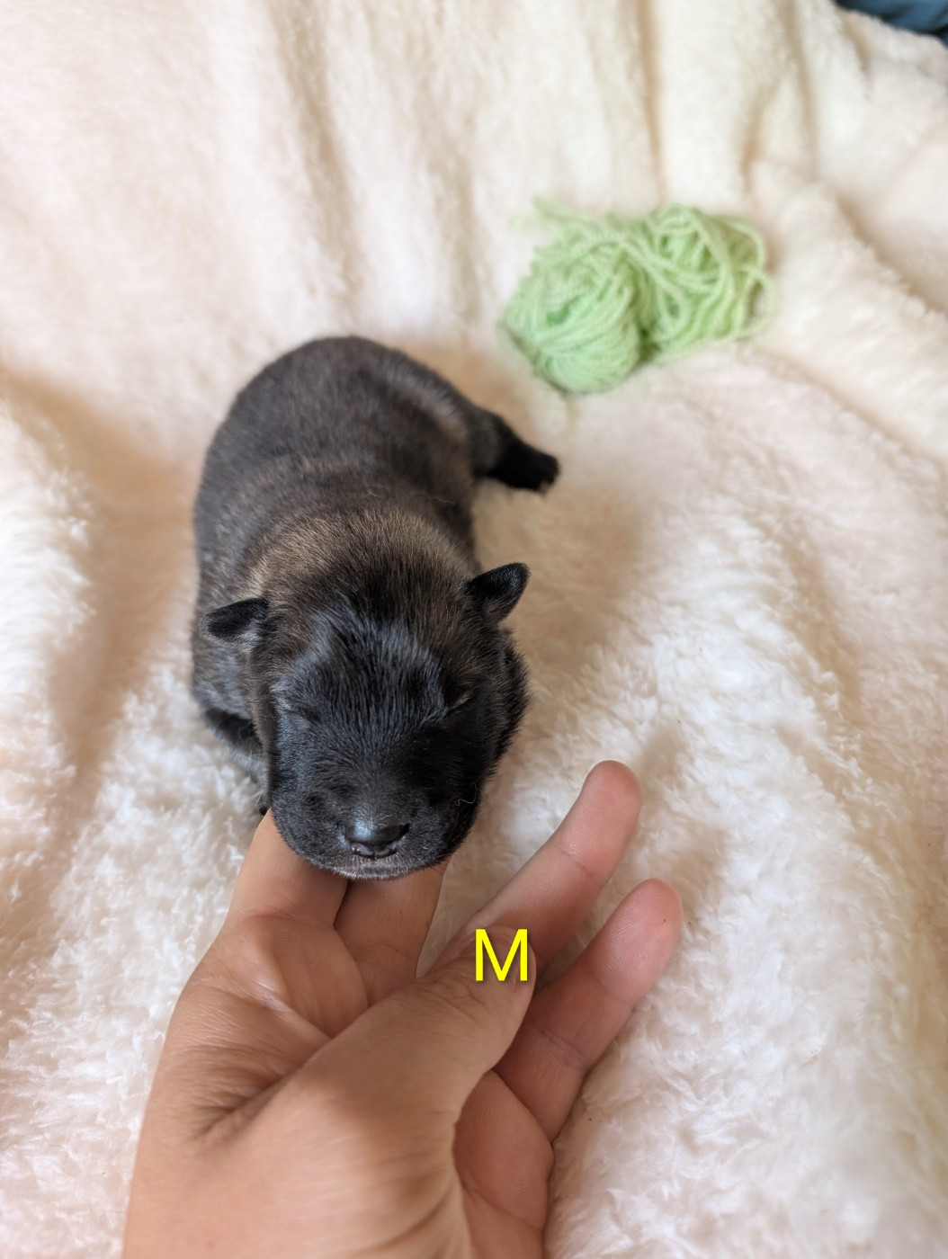 Idylles De La Déesse Neith - Chiots disponibles - Eurasier