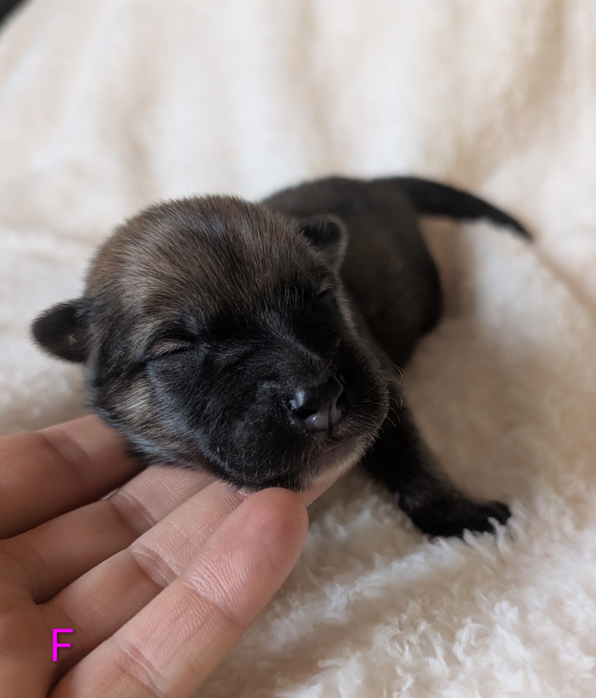 Idylles De La Déesse Neith - Chiots disponibles - Eurasier
