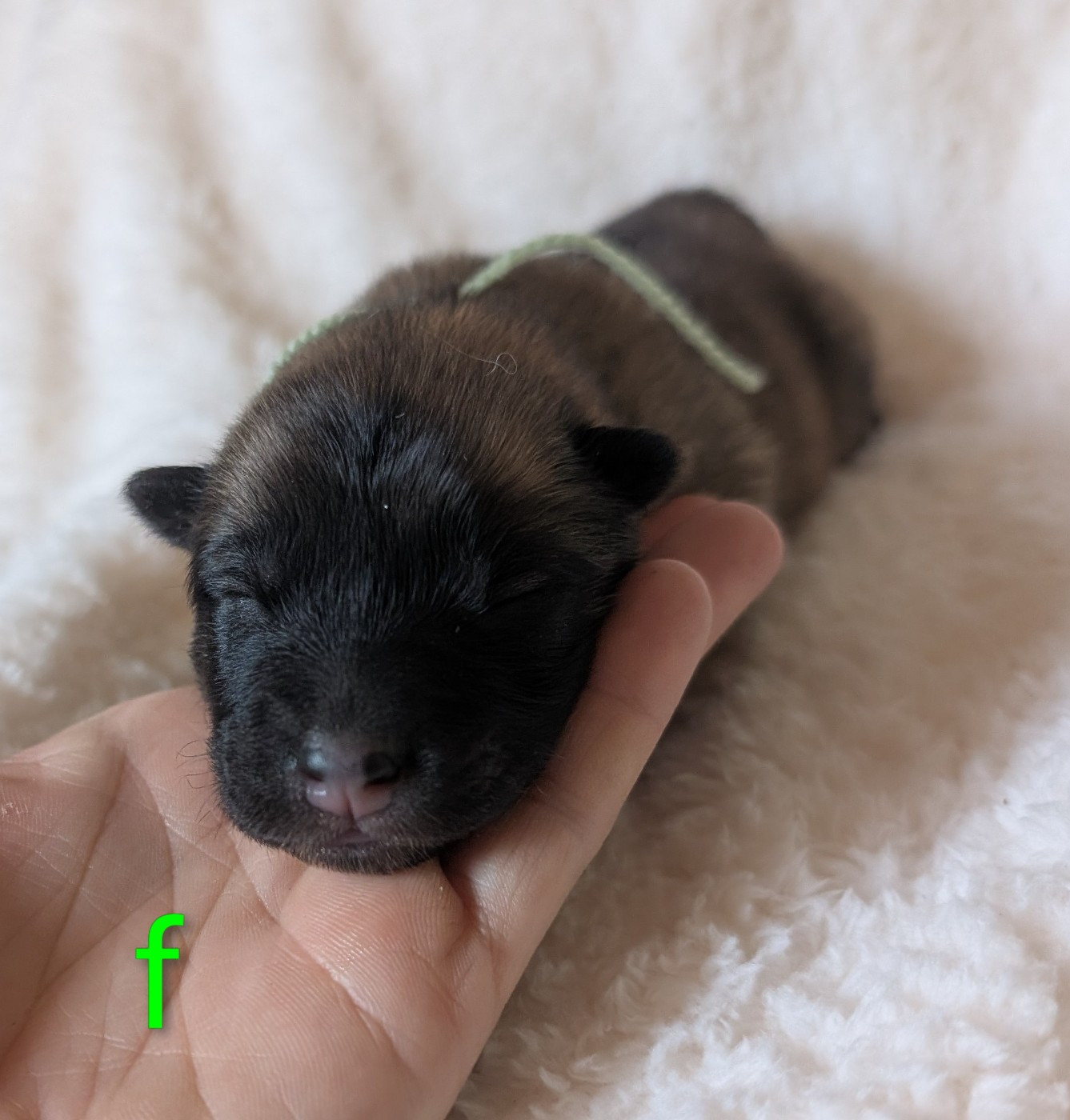 Idylles De La Déesse Neith - Chiots disponibles - Eurasier