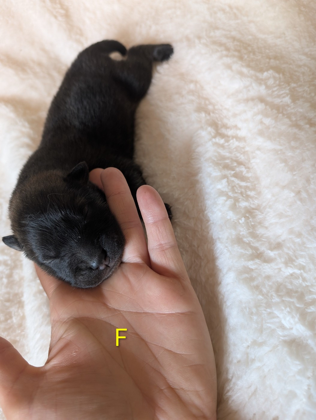 Idylles De La Déesse Neith - Chiots disponibles - Eurasier