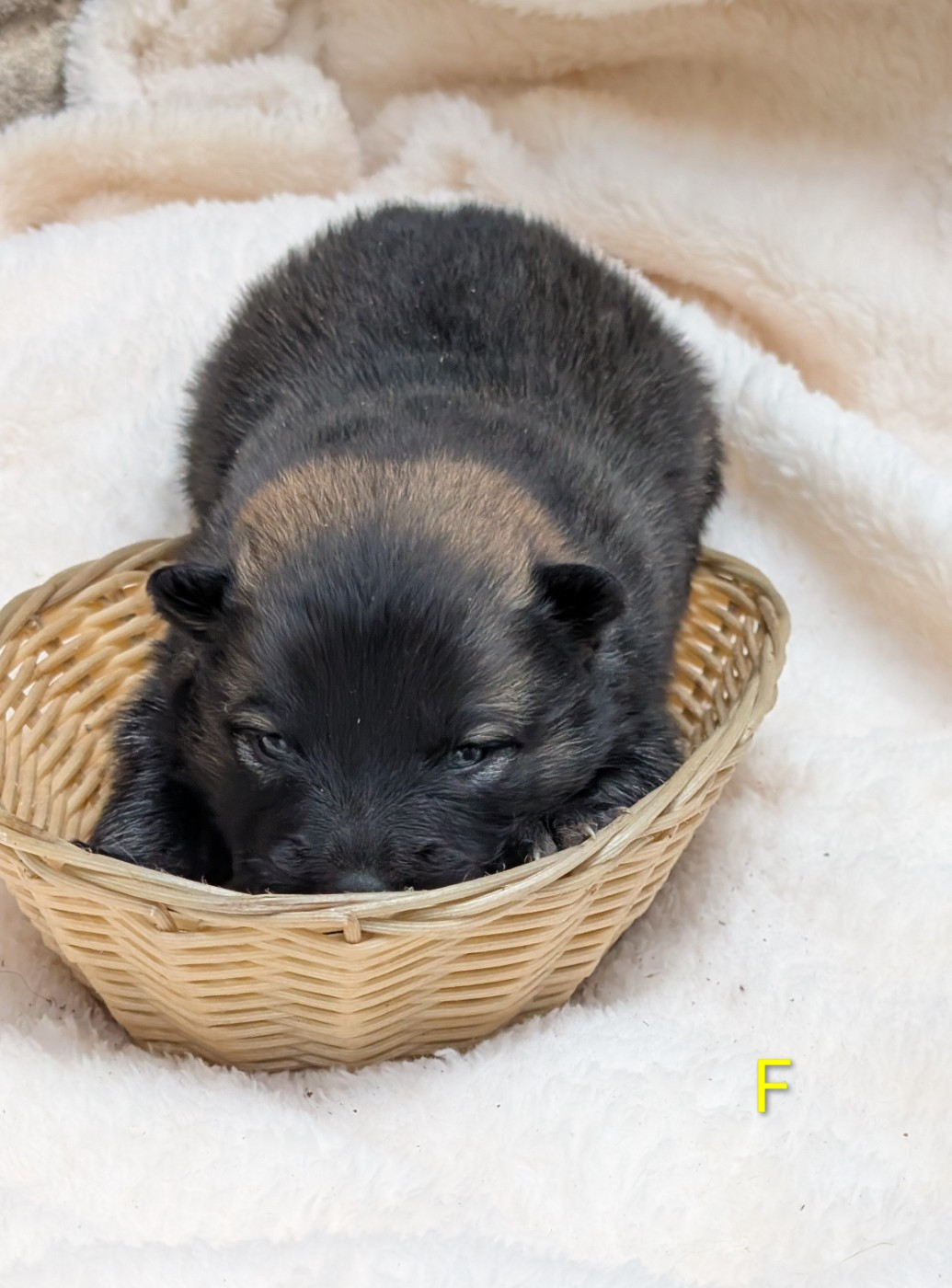 Idylles De La Déesse Neith - Chiots disponibles - Eurasier