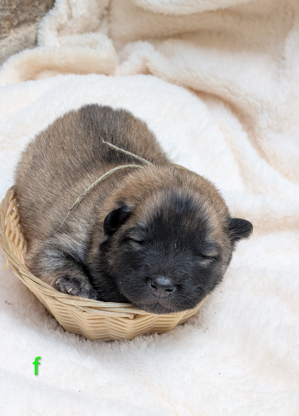 Idylles De La Déesse Neith - Chiots disponibles - Eurasier