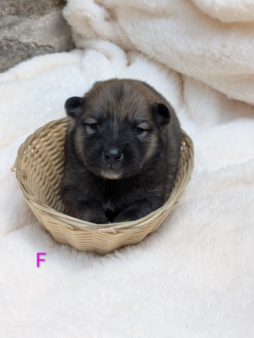 Idylles De La Déesse Neith - Chiots disponibles - Eurasier