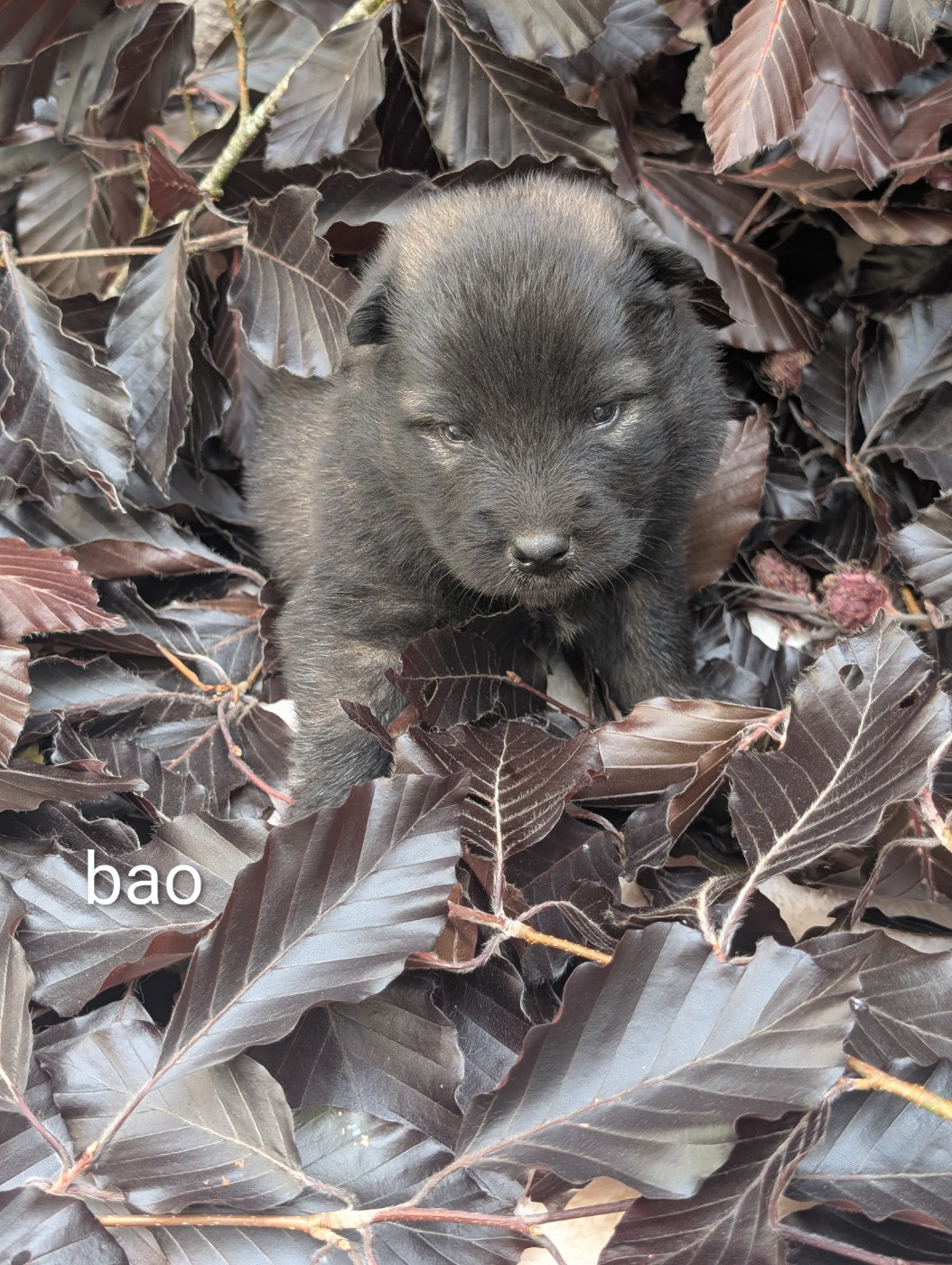 Idylles De La Déesse Neith - Chiots disponibles - Eurasier