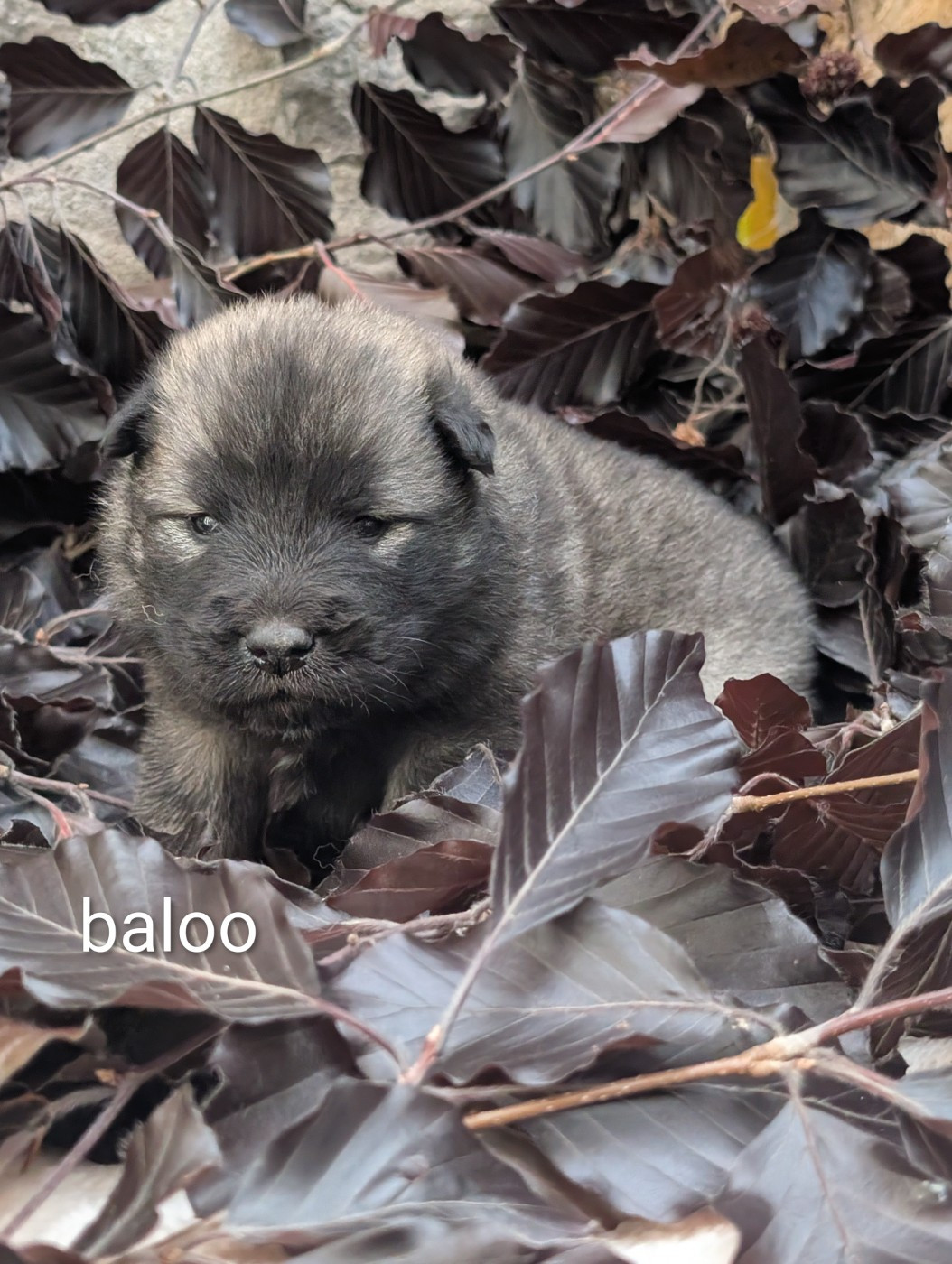 Idylles De La Déesse Neith - Chiots disponibles - Eurasier