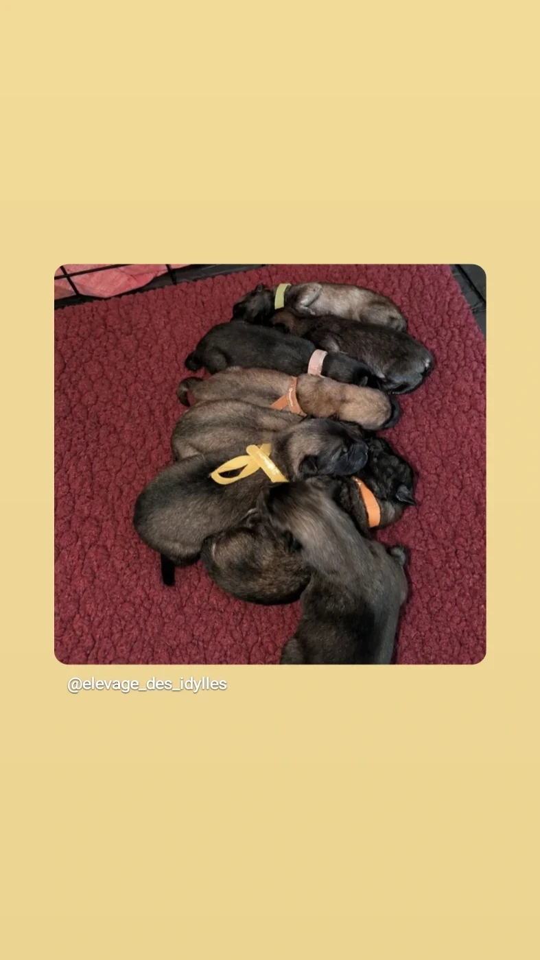 Idylles De La Déesse Neith - Chiots disponibles - Eurasier