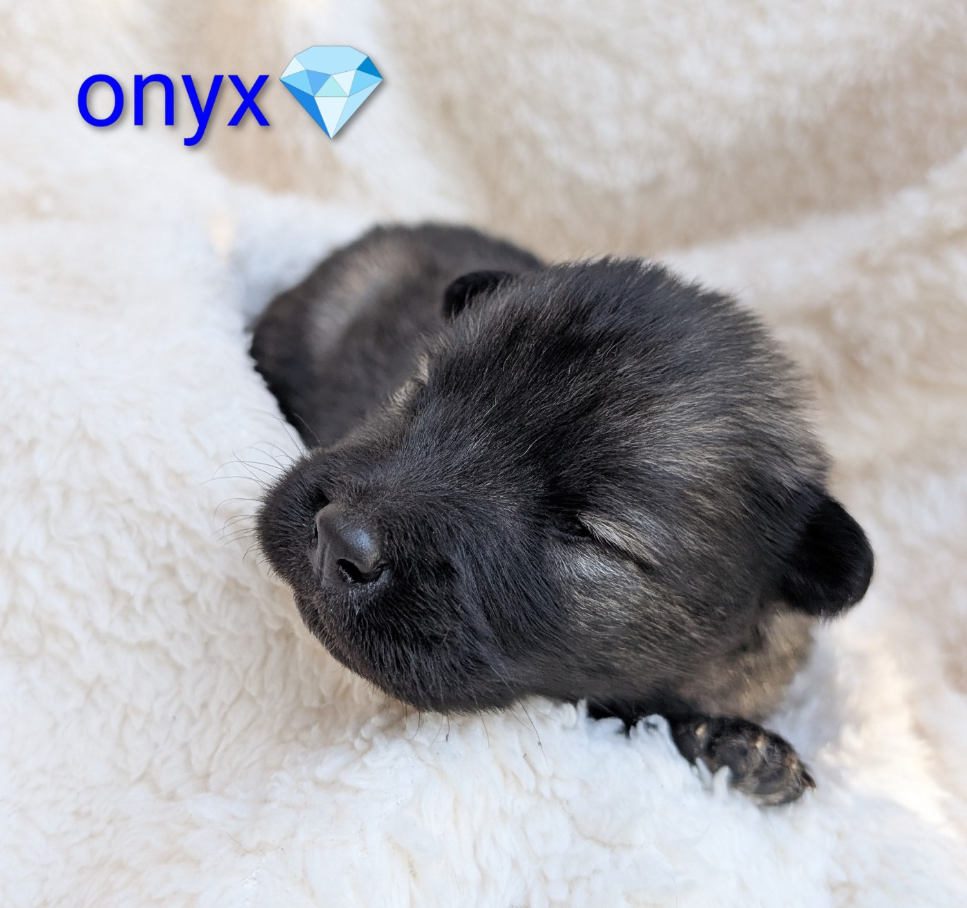 Idylles De La Déesse Neith - Chiots disponibles - Eurasier