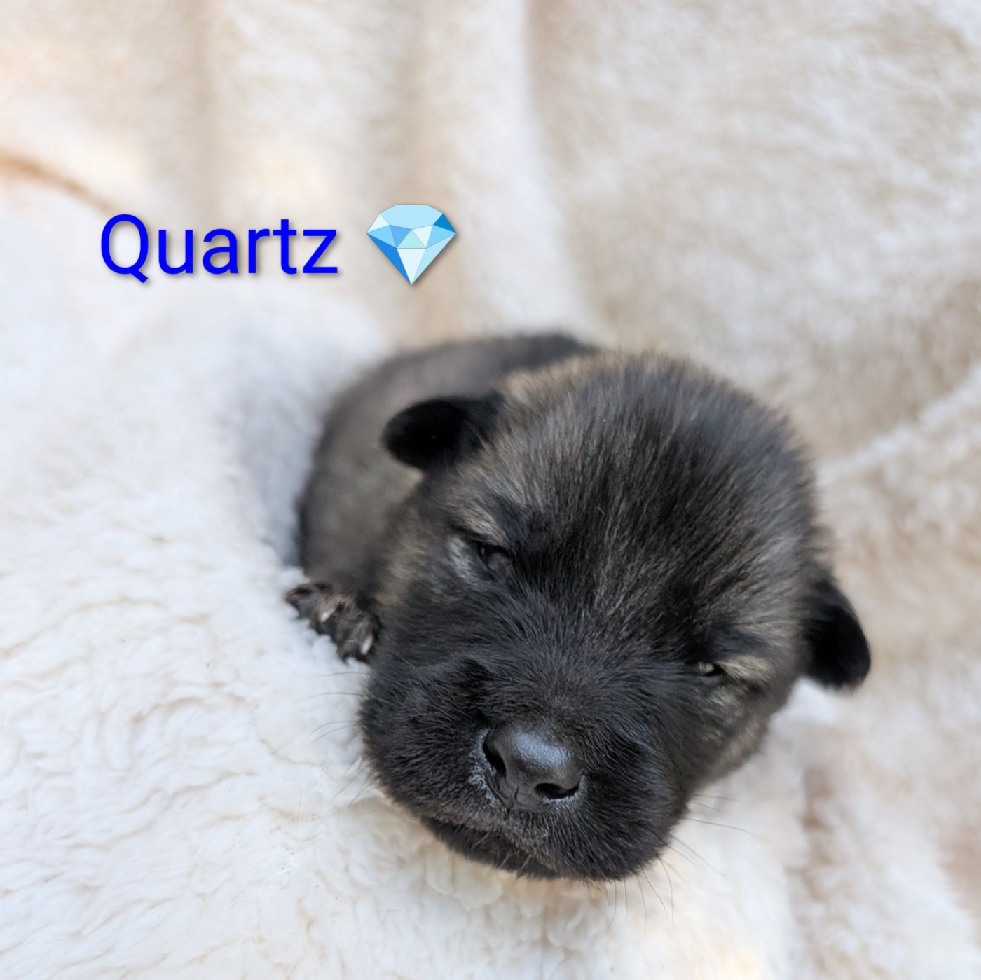 Idylles De La Déesse Neith - Chiots disponibles - Eurasier