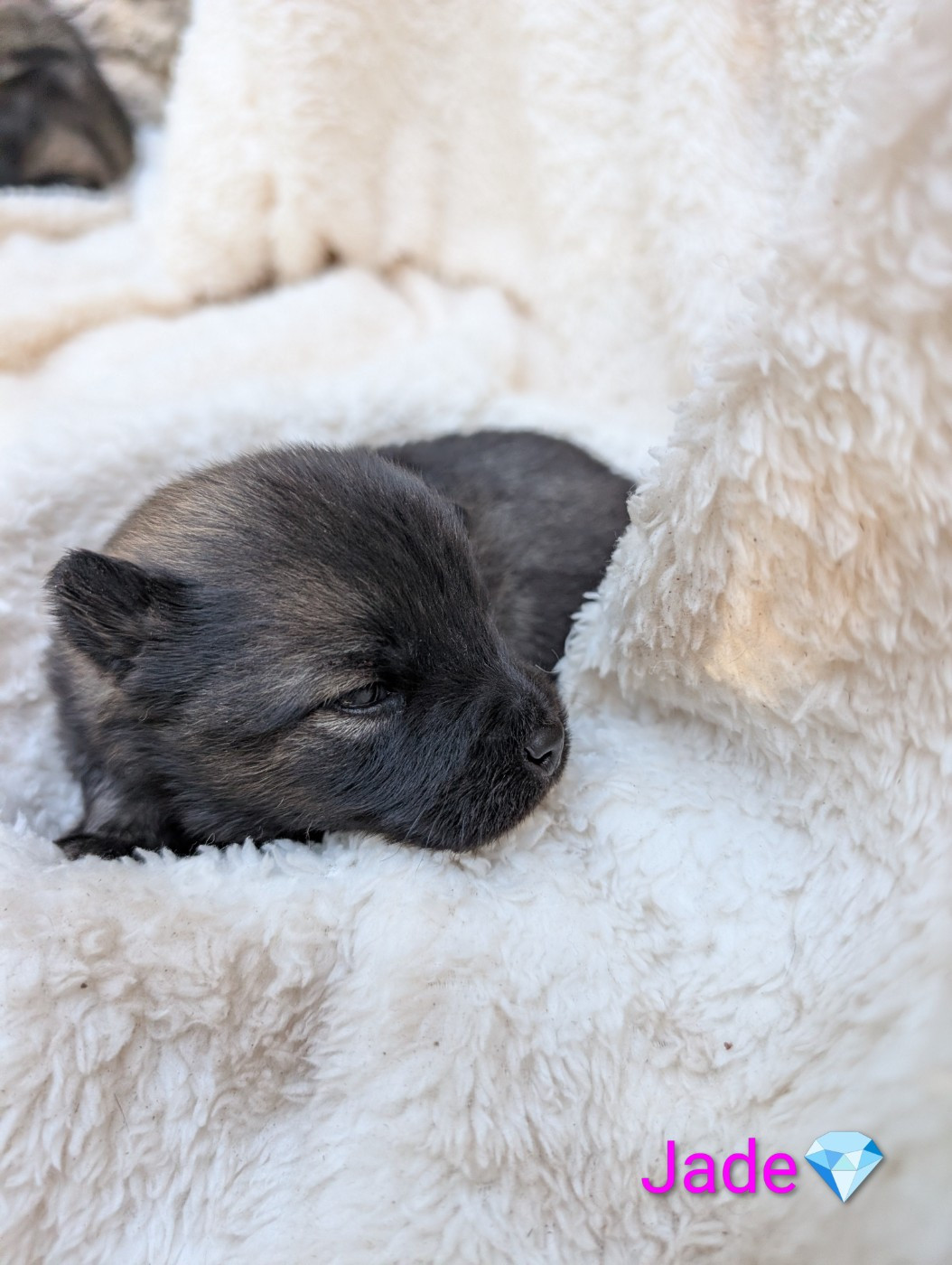 Idylles De La Déesse Neith - Chiots disponibles - Eurasier