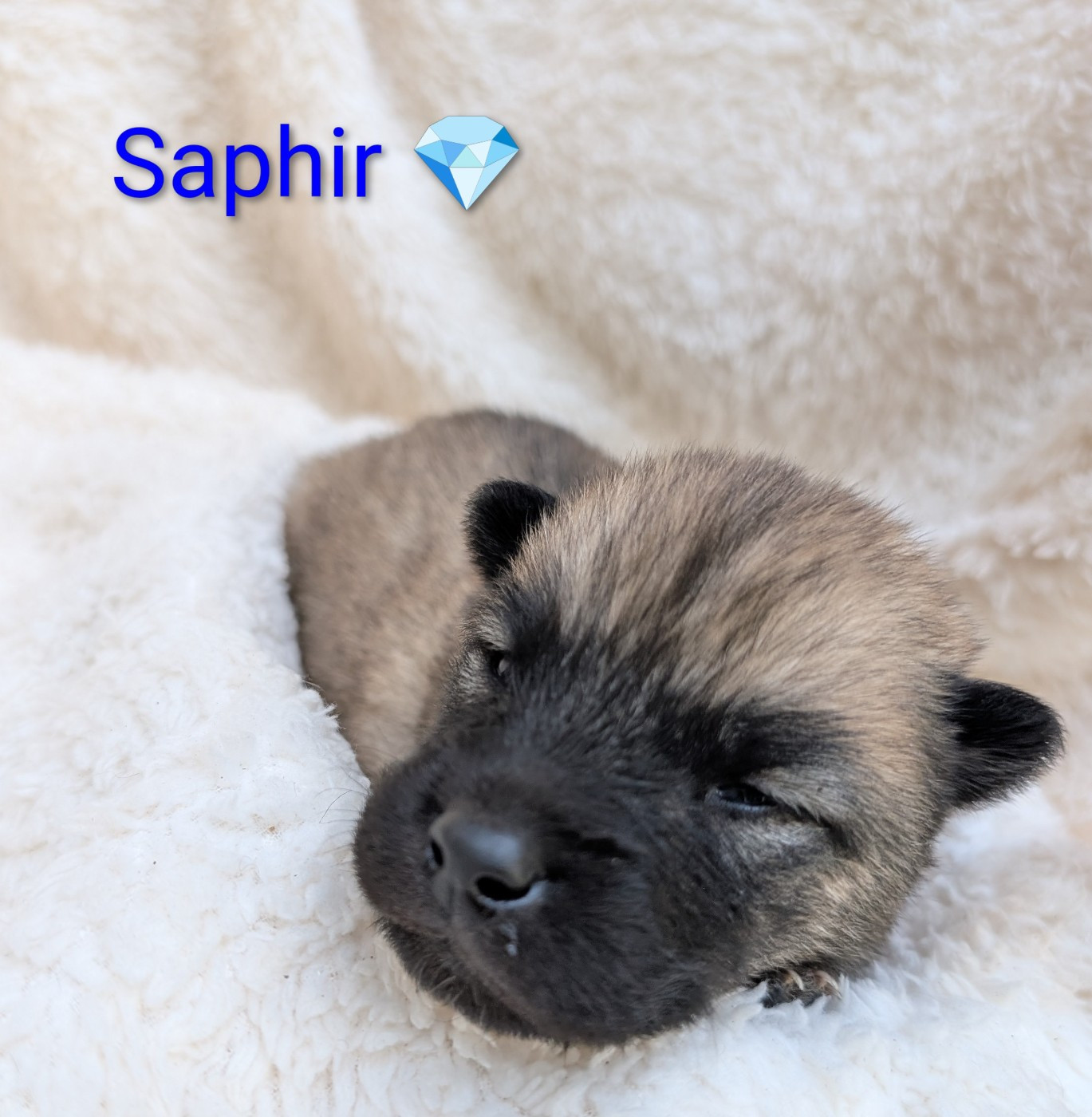 Idylles De La Déesse Neith - Chiots disponibles - Eurasier