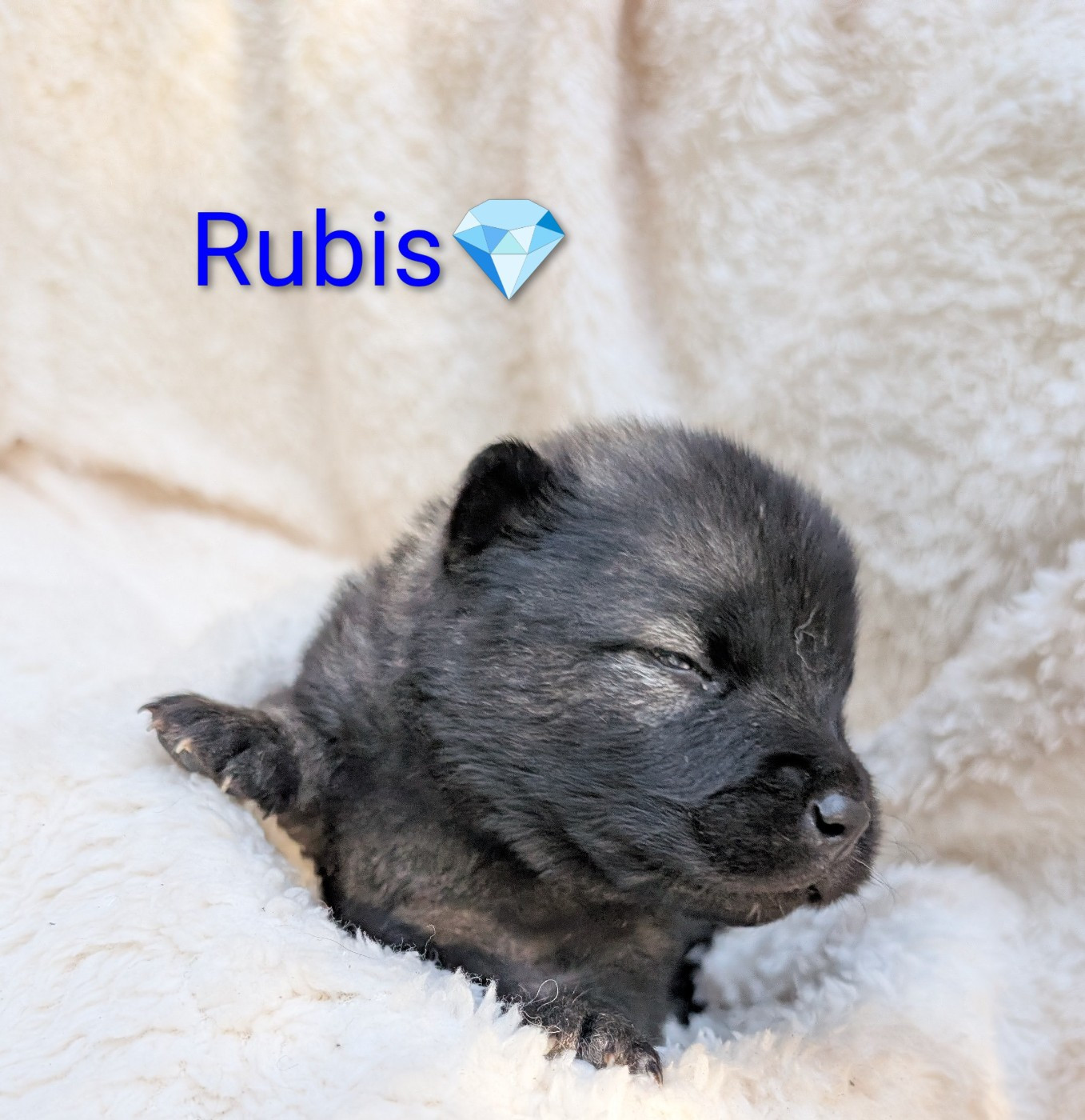 Idylles De La Déesse Neith - Chiots disponibles - Eurasier