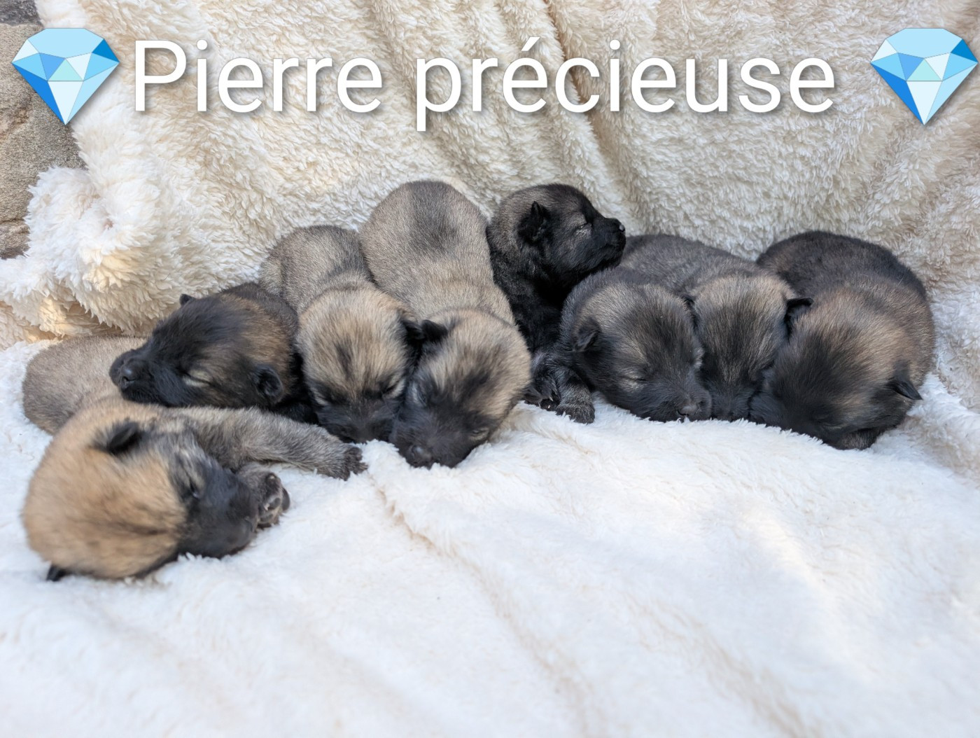 Chiot Eurasier Idylles De La Déesse Neith