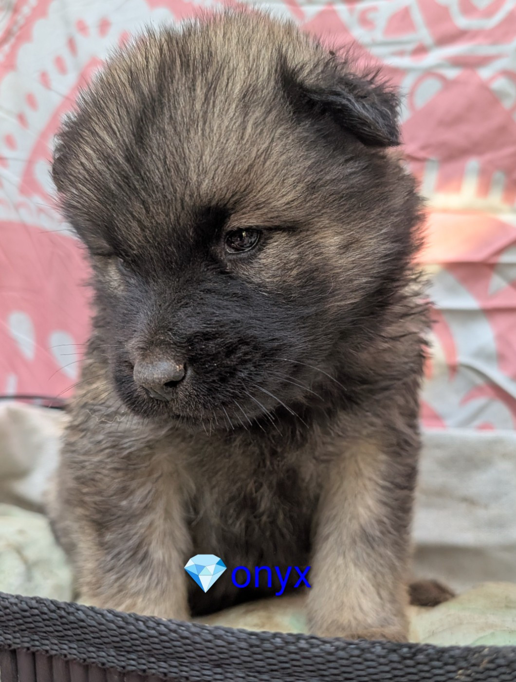 Idylles De La Déesse Neith - Chiots disponibles - Eurasier