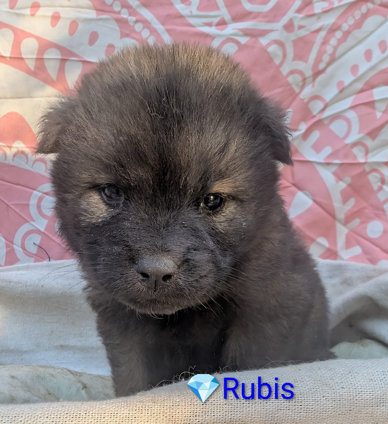 Idylles De La Déesse Neith - Chiots disponibles - Eurasier