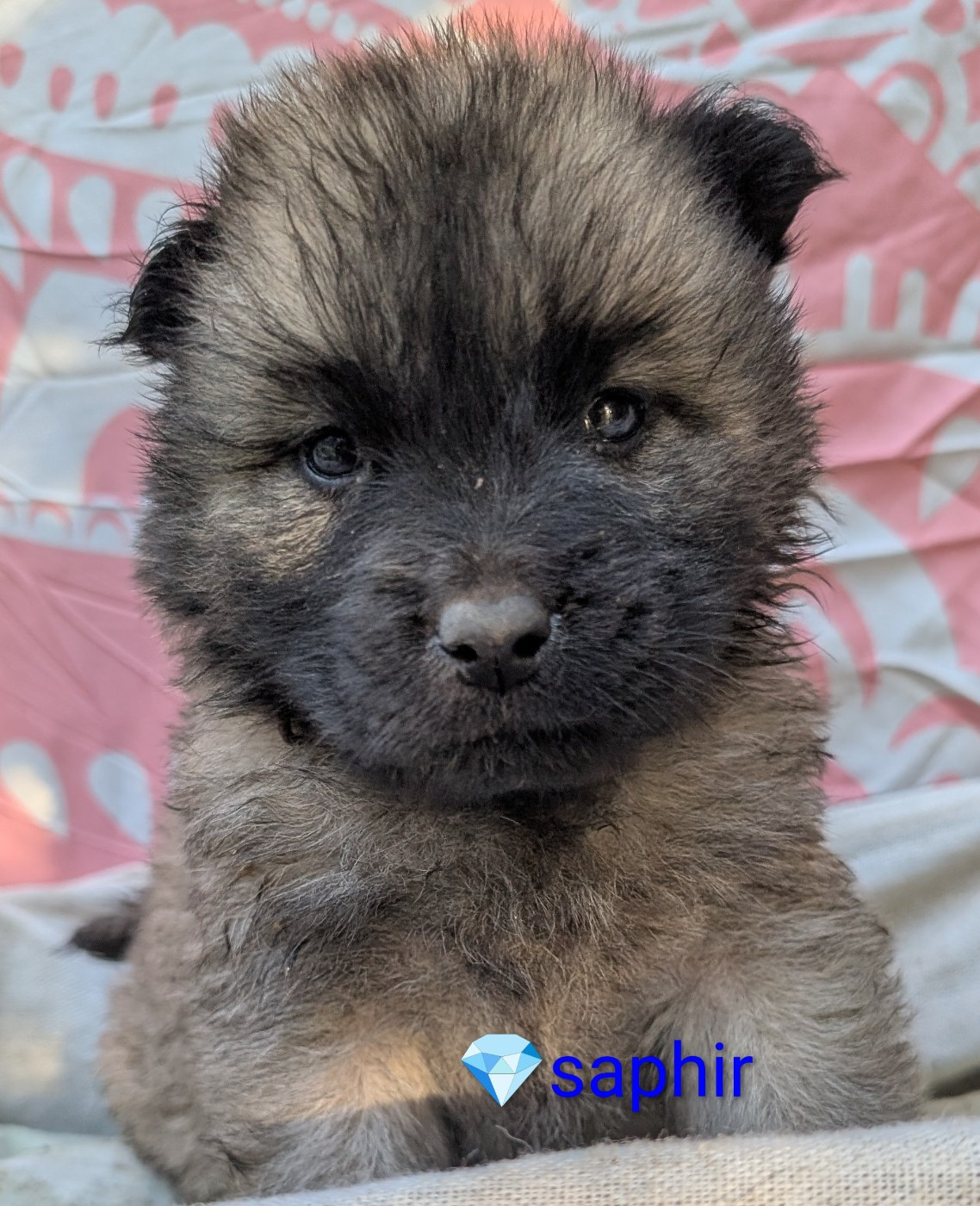 Idylles De La Déesse Neith - Chiots disponibles - Eurasier