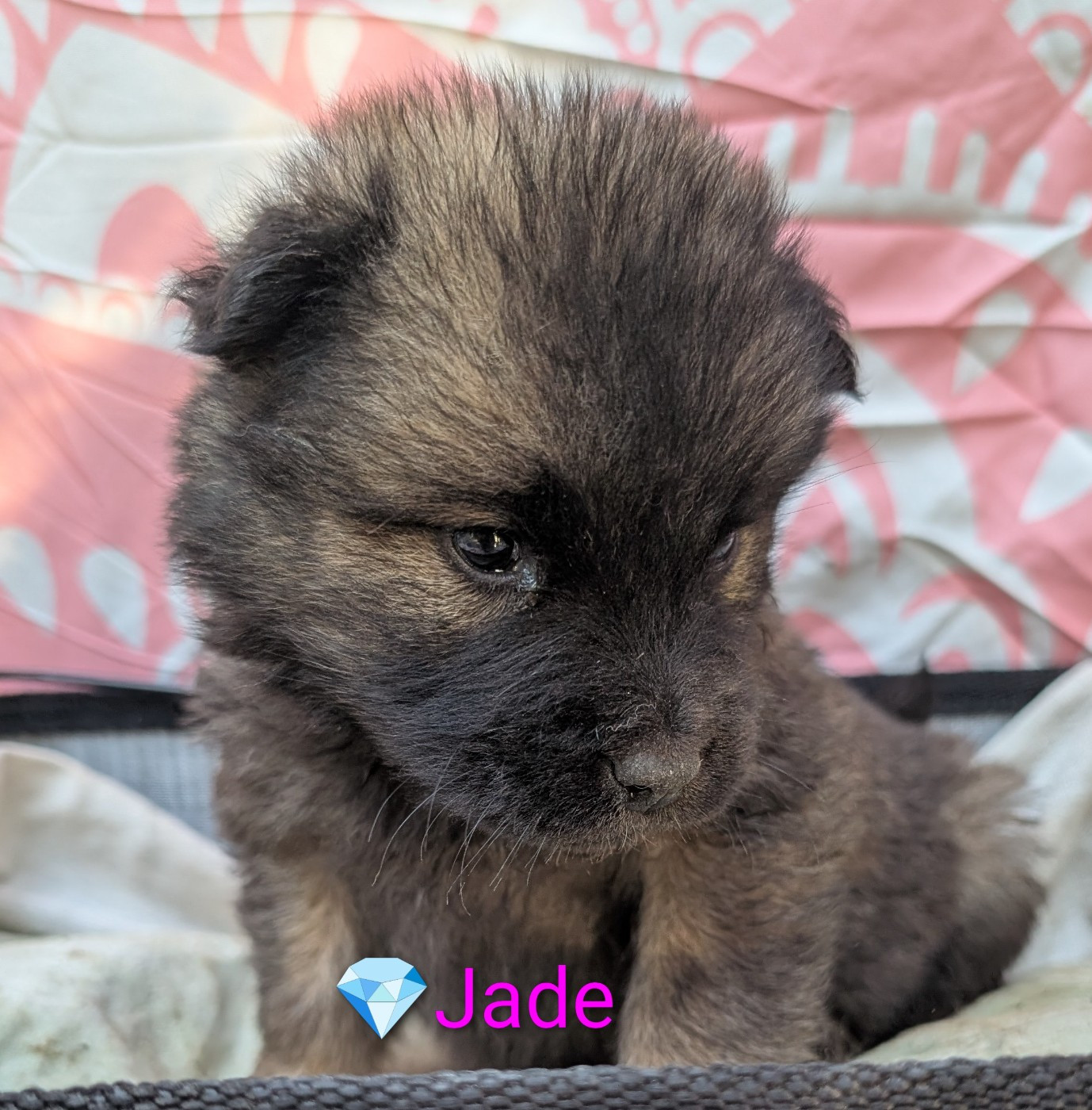 Idylles De La Déesse Neith - Chiots disponibles - Eurasier