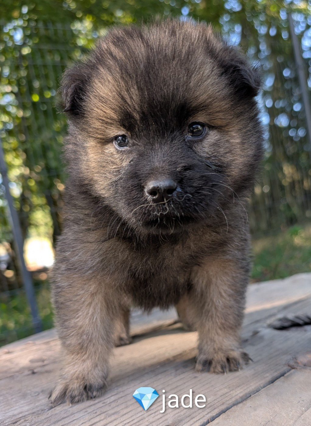 Idylles De La Déesse Neith - Chiots disponibles - Eurasier