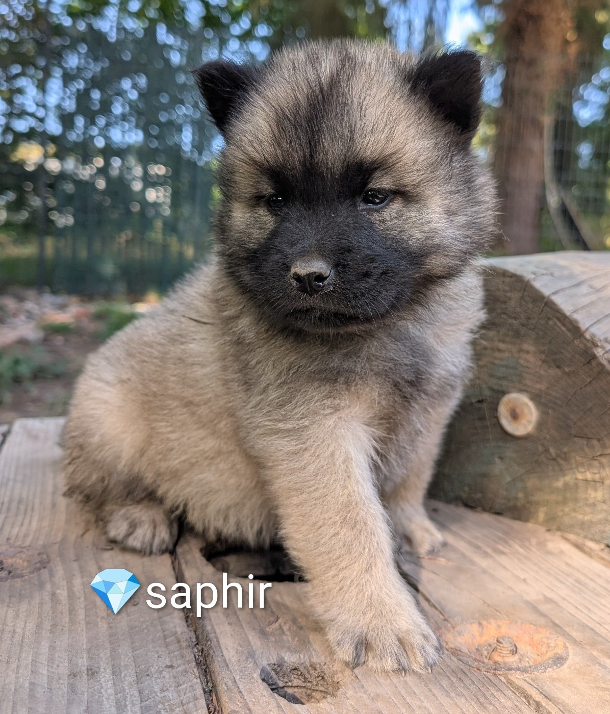 Idylles De La Déesse Neith - Chiots disponibles - Eurasier