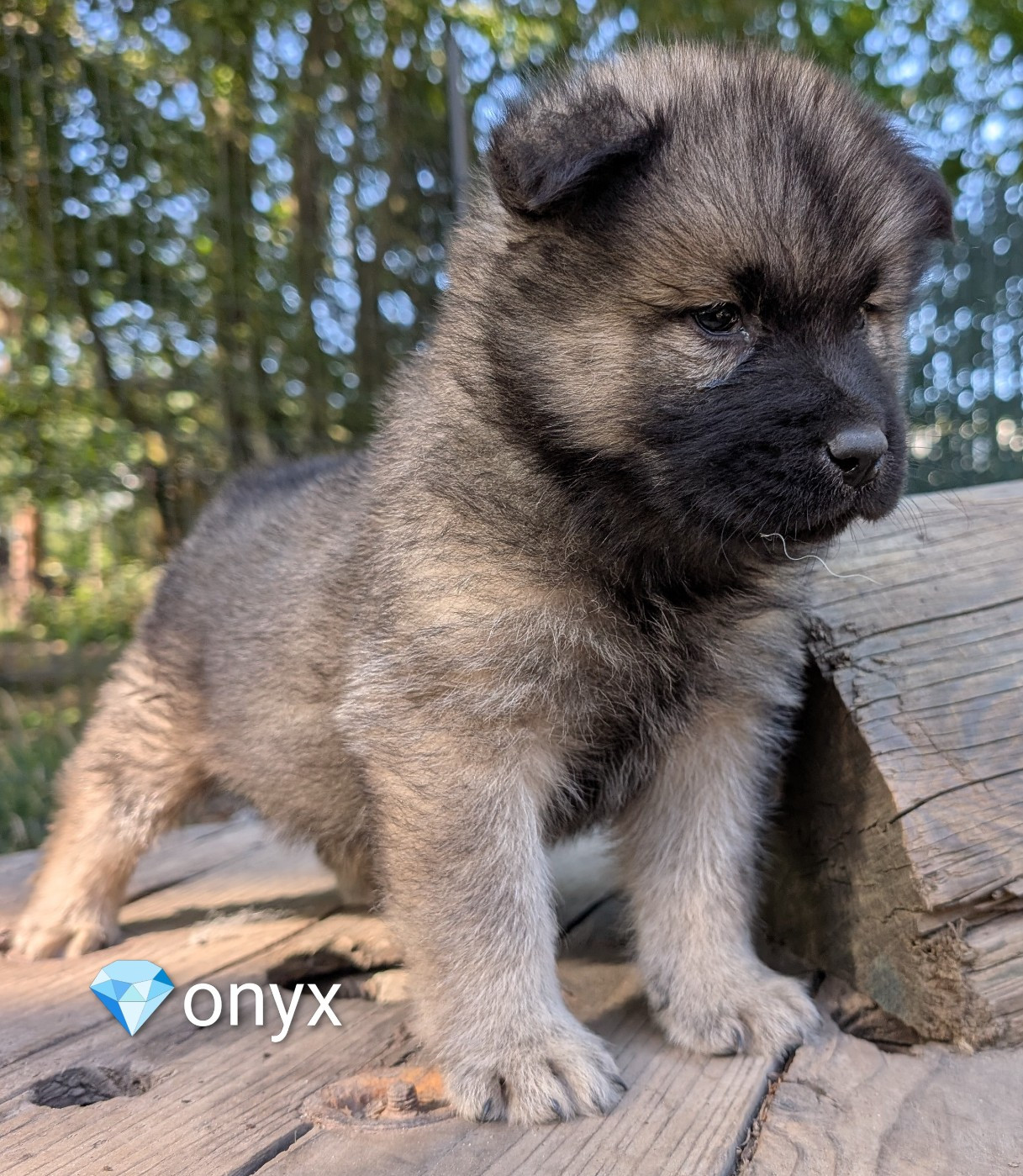 Idylles De La Déesse Neith - Chiots disponibles - Eurasier