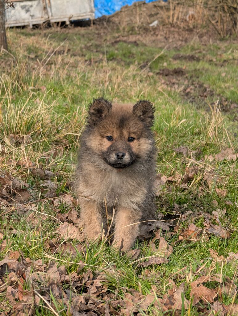 Idylles De La Déesse Neith - Chiots disponibles - Eurasier