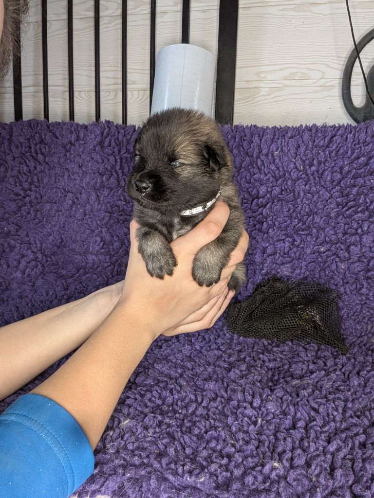 Idylles De La Déesse Neith - Chiots disponibles - Eurasier