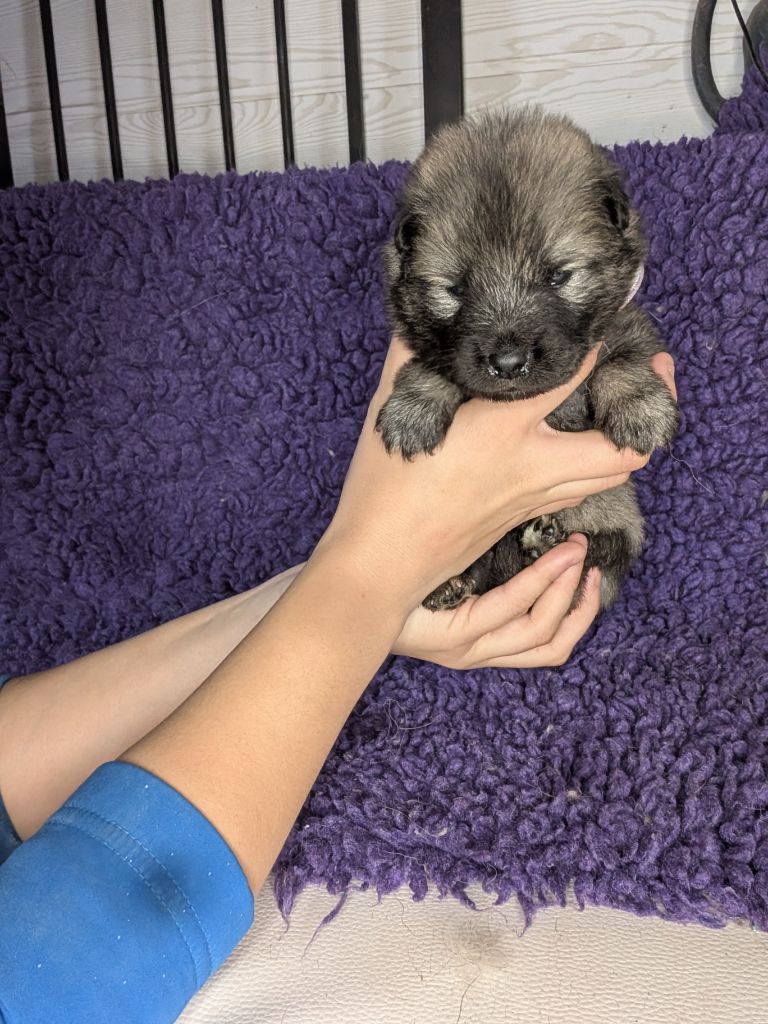 Idylles De La Déesse Neith - Chiots disponibles - Eurasier