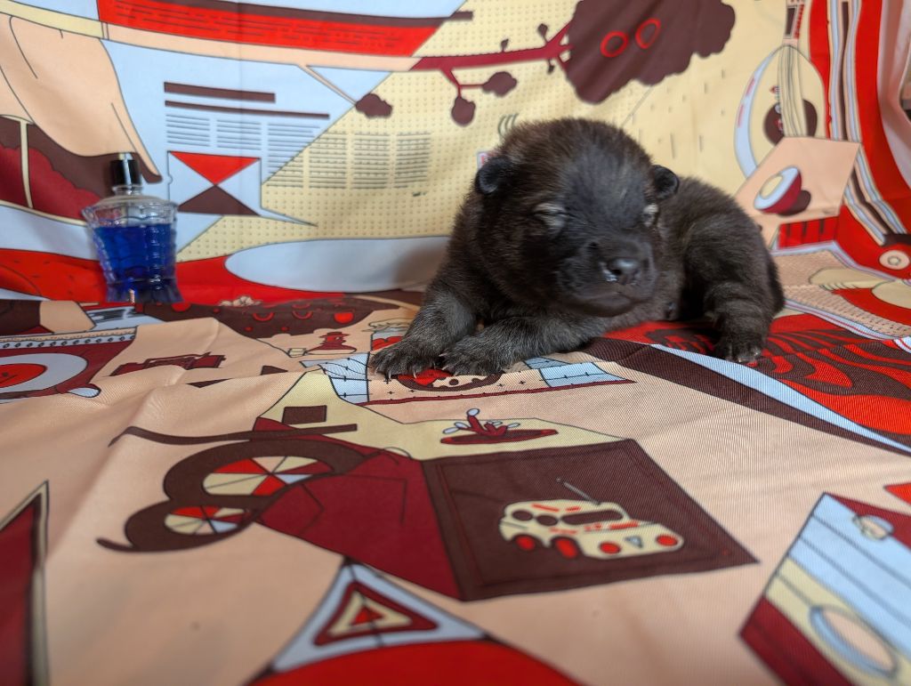 Idylles De La Déesse Neith - Chiots disponibles - Eurasier