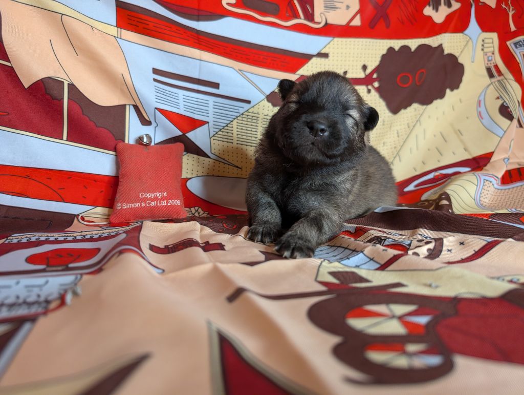 Idylles De La Déesse Neith - Chiots disponibles - Eurasier