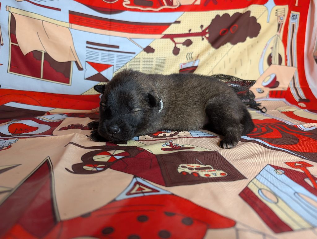 Idylles De La Déesse Neith - Chiots disponibles - Eurasier