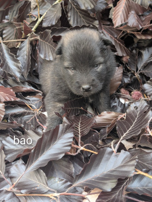 Bao