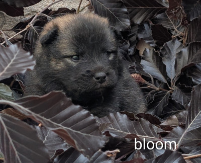 Bloom rouge