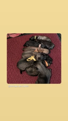Chiot N°3