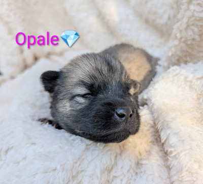 B'opale
