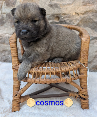 Cosmo collier noir