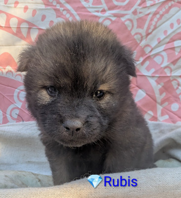 Chiot N°5