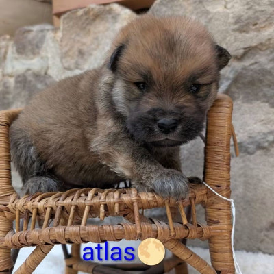 Atlas