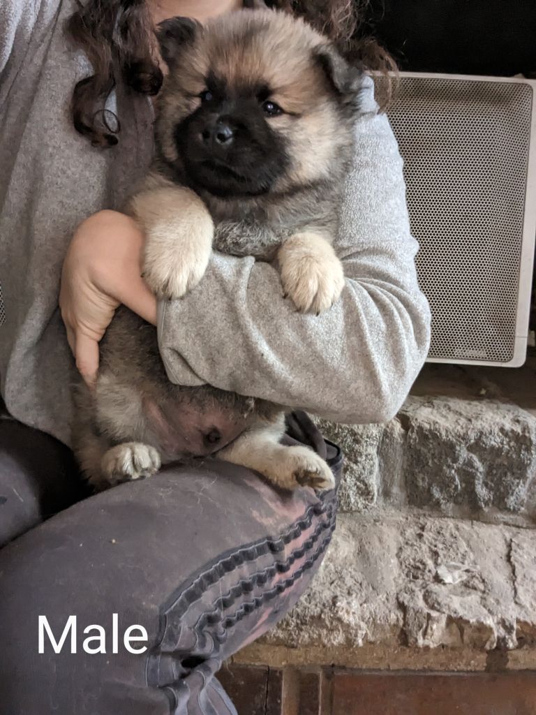 Idylles De La Déesse Neith - Eurasier - Portée née le 06/10/2023