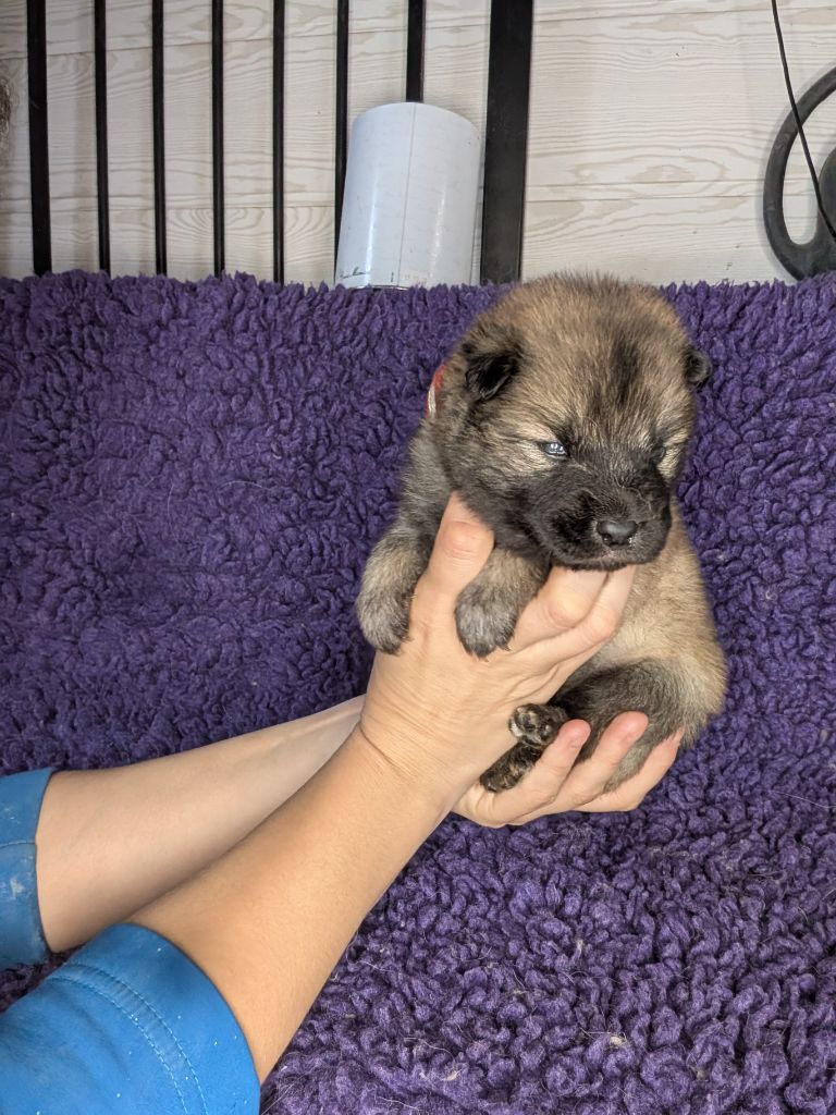 Idylles De La Déesse Neith - Chiots disponibles - Eurasier
