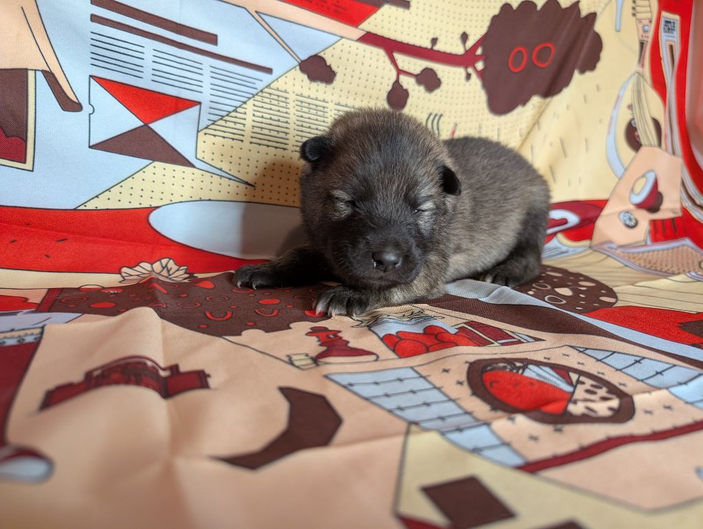 Idylles De La Déesse Neith - Chiots disponibles - Eurasier