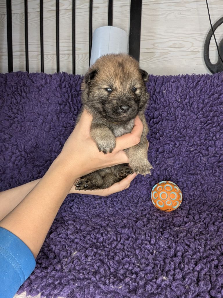 Idylles De La Déesse Neith - Chiots disponibles - Eurasier